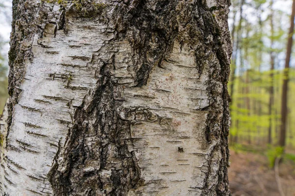 자작나무 껍질에 자작나무 줄무늬와 자작나무 자작나무 껍질의 패턴은 배경에 분리되어 스톡 이미지