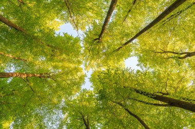 Batan güneşin yaprakların ve dalların arasında parladığı bahar ormanı. Doğa, ormancılık, habitat, çevre ve sürdürülebilirlik kavramları