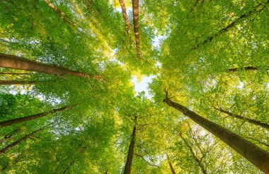 Batan güneşin yaprakların ve dalların arasında parladığı bahar ormanı. Doğa, ormancılık, habitat, çevre ve sürdürülebilirlik kavramları