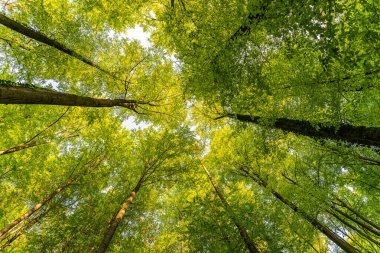 Ağaçlara doğru harika bir manzara gökyüzü, güneş yıldızları, taze yeşil ve mavi gökyüzü, ağaçların tepeleri.