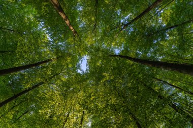 Ağaçlara doğru harika bir manzara gökyüzü, güneş yıldızları, taze yeşil ve mavi gökyüzü, ağaçların tepeleri.