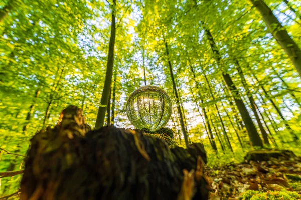 Koncepcja Środowiska Crystal Earth Mech Lesie Paprociami Światłem Słonecznym Środowisko — Zdjęcie stockowe