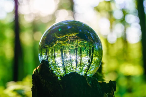 stock image Environment Concept - Crystal Earth On moss In Forest With Ferns And Sunlight - Environment, save clean planet, ecology concept. Earth Day banner with copy space.