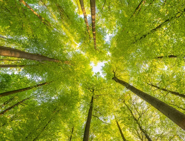Uma Grande Vista Para Céu Direção Árvores Estrelas Sol Verde Imagem De Stock