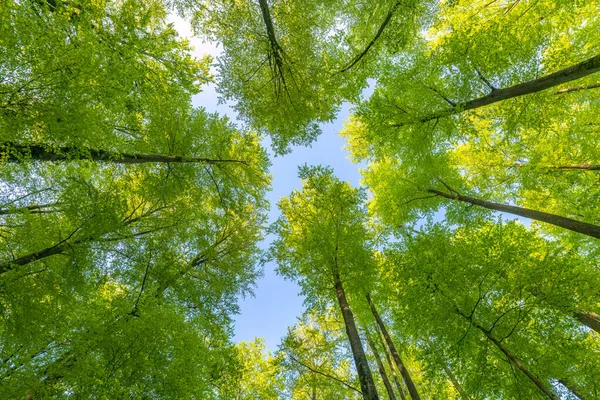 Uma Grande Vista Para Céu Direção Árvores Estrelas Sol Verde Fotografias De Stock Royalty-Free