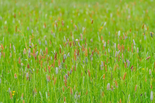 アロペクルス プラテンシス Alopecurus Pratensis 草地の小葉または草原の小葉として知られ 草科に属する多年草です — ストック写真