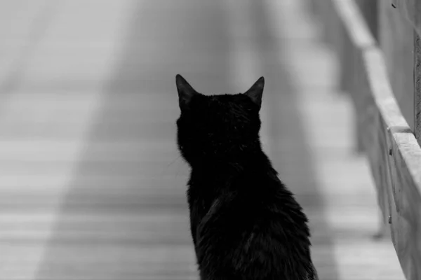 Чорний Кіт Ізольований Білому Тлі — стокове фото
