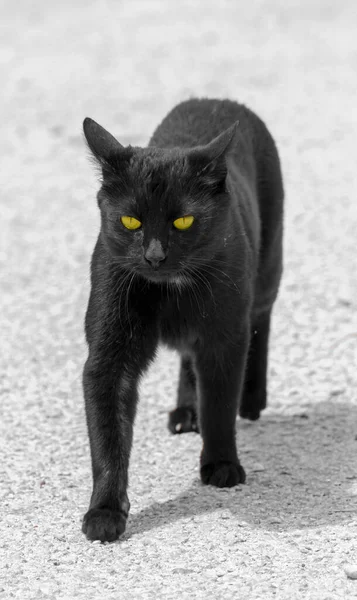 Černá Kočka Izolovaná Bílém Pozadí — Stock fotografie