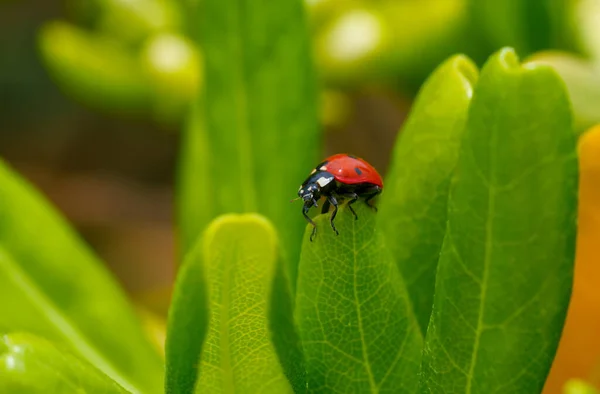 Roter Marienkäfer Auf Grünem Blatt Gras Nahaufnahme Verschwommen — Stockfoto