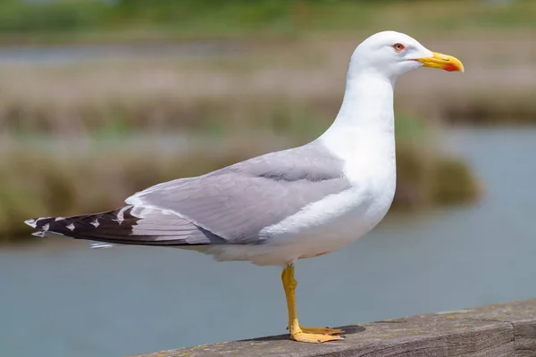 Close View Beautiful Seagull White Gray Color — Stock Photo, Image