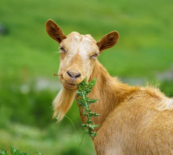 Retrato Cerca Una Cabra Pasto Granja —  Fotos de Stock