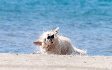 Golden Retriever su sallayarak