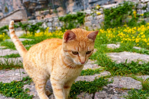 Μια Όμορφη Χνουδωτή Χαριτωμένη Κοκκινομάλλα Άστεγη Γάτα Περπατά Κατά Μήκος — Φωτογραφία Αρχείου