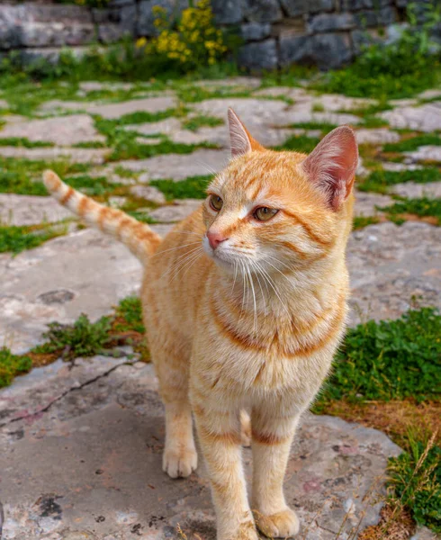 Lindo Fofo Gracioso Gato Sem Teto Ruivo Está Andando Longo — Fotografia de Stock