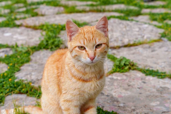Lindo Fofo Gracioso Gato Sem Teto Ruivo Está Andando Longo — Fotografia de Stock