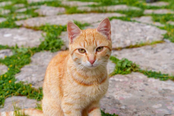 Μια Όμορφη Χνουδωτή Χαριτωμένη Κοκκινομάλλα Άστεγη Γάτα Περπατά Κατά Μήκος — Φωτογραφία Αρχείου