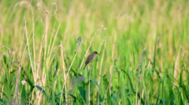 Sedge Warbler - Akrocephalus schoenobaenus, orta büyüklükte sırtı ve kanatları çizgili kahverengi bülbül ve belirgin soluk bir üst yüzey, göçmen, Sahra 'yı geçiyor, sazlıkta öten bir kuş..