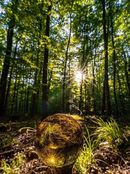 Concept Environnement Crystal Earth Moss Forest Ferns Sunlight Environnement Sauver — Photo