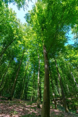 Batan güneşin yaprakların ve dalların arasında parladığı bahar ormanı. Doğa, ormancılık, habitat, çevre ve sürdürülebilirlik kavramları