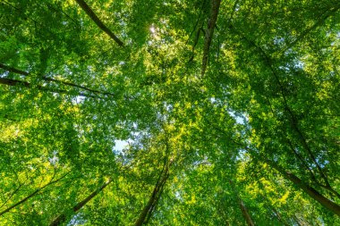 Batan güneşin yaprakların ve dalların arasında parladığı bahar ormanı. Doğa, ormancılık, habitat, çevre ve sürdürülebilirlik kavramları