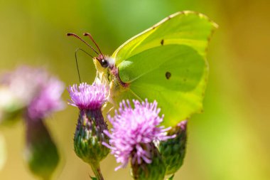 Kükürt kelebeği, Gonepteryx rhamni, bitkinin üzerine tünemiş
