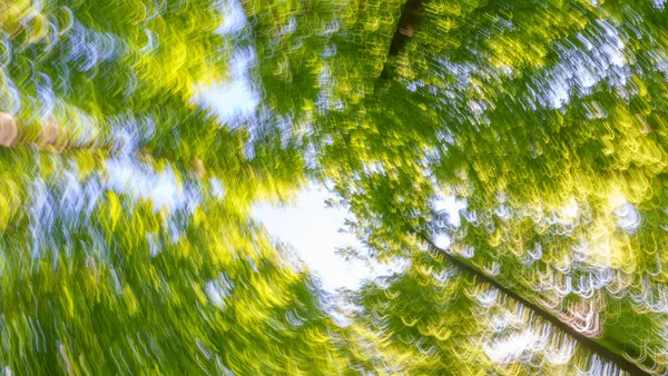 stock image Springtime forest with setting sun shining through leaves and branches. Nature, forestry, habitat, environment and sustainability concepts