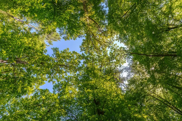 Floresta Primavera Com Pôr Sol Brilhando Através Folhas Galhos Natureza — Fotografia de Stock