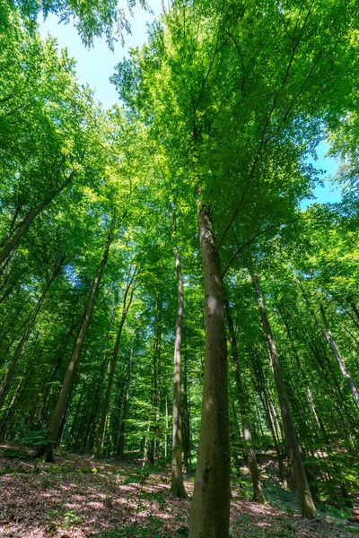 Ανοιξιάτικο Δάσος Ήλιο Λάμπει Μέσα Από Φύλλα Και Κλαδιά Έννοιες — Φωτογραφία Αρχείου