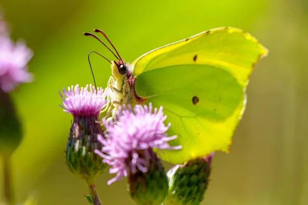 Blomkorgsfjäril Gonepteryx Rhamni Sittande Växten — Stockfoto