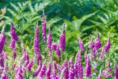 Digitalis purpurea - renkli yüksükotu çiçekleri yüksükotu, mor yüksükotu ya da bayan eldivenleri