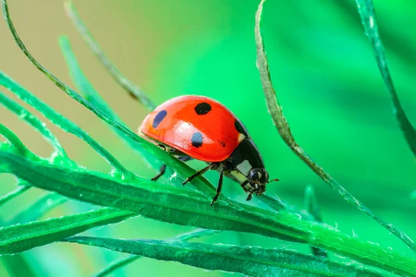 Roter Marienkäfer Auf Grünem Blatt Gras Nahaufnahme Verschwommen — Stockfoto