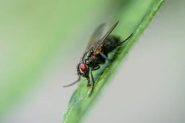 Lucilia Fly Género Moscas Familia Calliphoridae — Foto de Stock