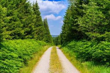 Almanya 'da, Kara Orman' da bir patika boyunca yürüyüş.