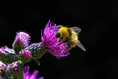 Yabani devedikeni çiçeğinin üzerinde oturan yaban arısı. Cirsium vulgare 'den polen emen güzel yaban arılarının seçici odağı ya da yeşil çayırdaki mızrak dikeni,