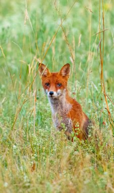 Genç Kızıl Tilki Yeşil Doğada Oturuyor Bir Ulusal Park 'ta Sarı Çiçekler Tarafından