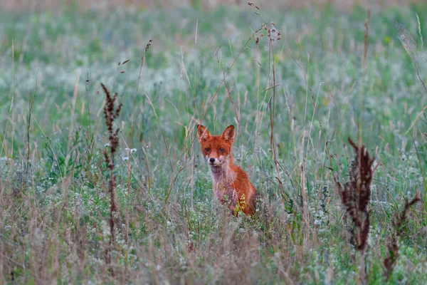 Νεαρή Κόκκινη Αλεπού Κάθεται Ένα Πράσινο Φόντο Της Φύσης Από — Φωτογραφία Αρχείου
