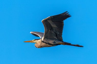 Uçan bir Gri Heron ardea cinerea