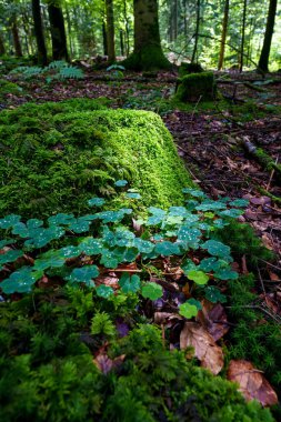 Koyu yeşil yonca yaprakları yağmurla ıslanmış, karamsar yonca arkaplan