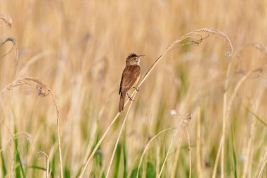 Büyük sazlık bülbülü, Acrocephalus arundinaceus. Bir kuş nehrin kıyısındaki sazlıkta oturur.
