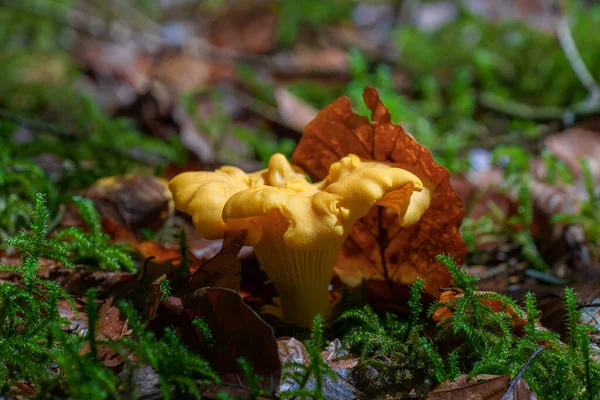 Primo Piano Funghi Cantarello Una Foresta Funghi Commestibili — Foto Stock
