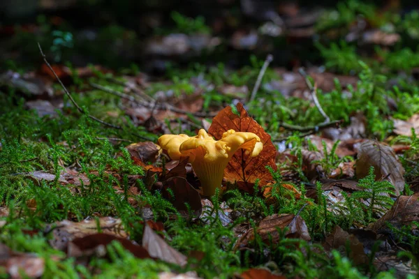 Feche Cogumelos Chanterelle Uma Floresta Cogumelos Alimentares — Fotografia de Stock