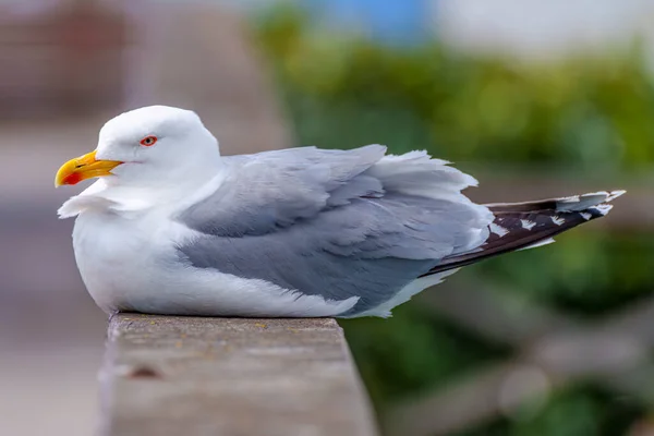 海鸥鸟自然美丽 — 图库照片