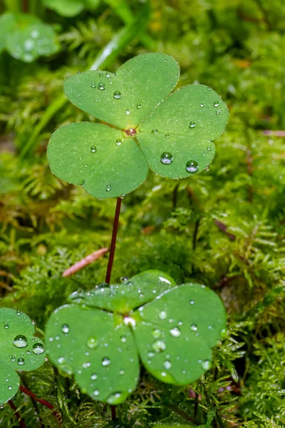 Dunkelgrüne Kleeblätter Die Vom Regen Nass Werden Stimmungsvoller Kleeblatt Hintergrund — Stockfoto