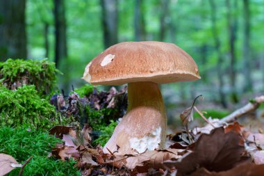 Yenilebilir orman mantarı Boletus Edulis ya da porcini mantarı, lezzetli vejetaryen yiyeceği, doğa geçmişi