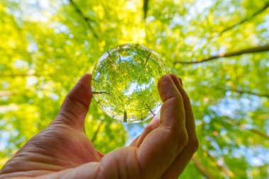 Batan güneşin yaprakların ve dalların arasında parladığı bahar ormanı. Doğa, ormancılık, habitat, çevre ve sürdürülebilirlik kavramları