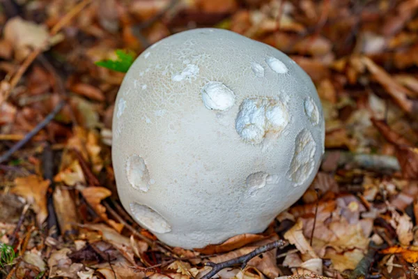 Weißer Riesenpuffballpilz Calvatia Gigantea Wächst Grasland — Stockfoto