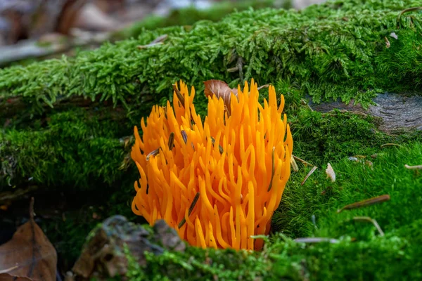 Amazing Forest Mushroom Looks Flames Calocera Viscosa — Stock Photo, Image