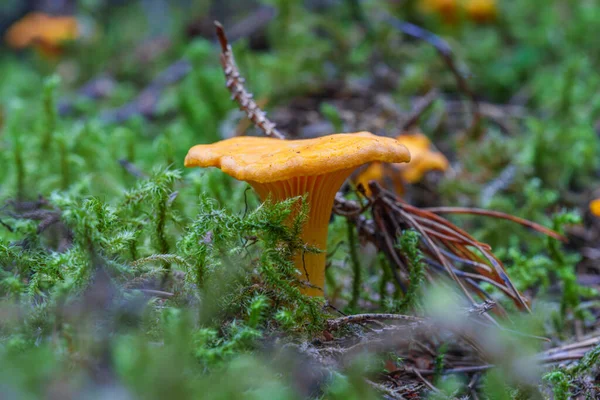 Chanterelle Mushroom Forest Cantharellus Cibarius — Stock Photo, Image