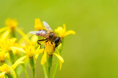 Colorful closeup on a fluffy Bohemian Cuckoo bumblebee, Bombus bohemicus, sitting on a yellow flower