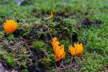 İnanılmaz orman mantarı aleve benziyor - Calocera viscosa